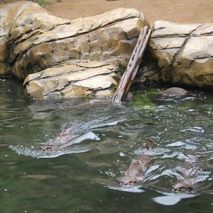 Smooth-coated Otter`s swimming in formation