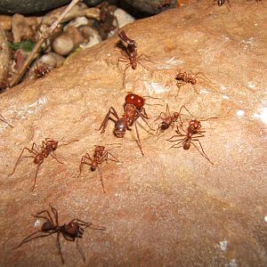 Leaf Cutter Ants
