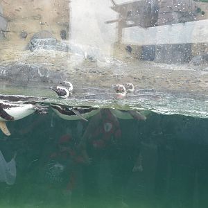 Magellanic Penguins