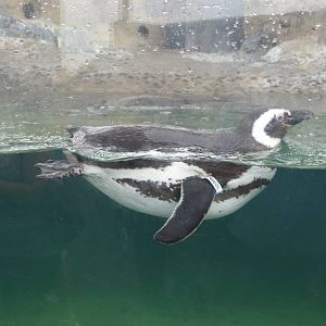 Magellanic Penguin