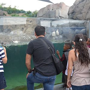 June Keyes Penguin Habitat - July 13, 2012.