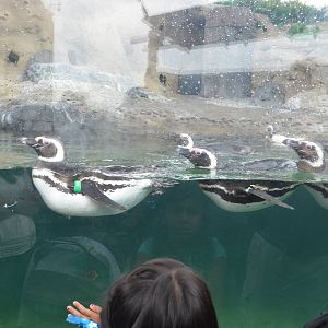Magellanic Penguins