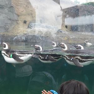 Magellanic Penguins