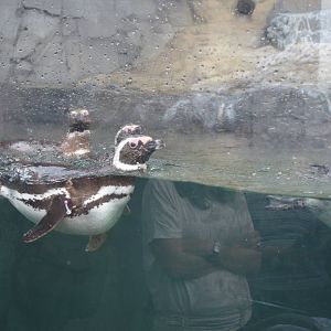 Magellanic Penguins