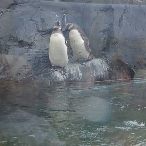 Juvenile Magellanic Penguins