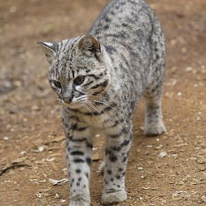 Geoffroy's cat