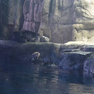 Sea Otters