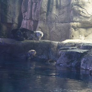 Sea Otters