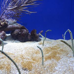 Garden Eels
