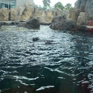 Seal And Sea Lion Habitat