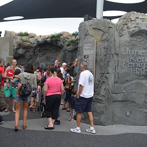 June Keyes Penguin Habitat - July 13, 2012