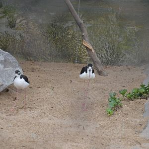 Black-necked Stilts