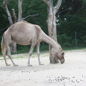 Marco Polo Trek- Dromedary Camel