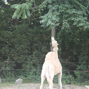 Marco Polo Trek- Tease