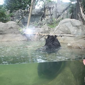 Marco Polo Trek- Asiatic Black Bear in Water