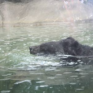 Marco Polo Trek- Asiatic Black Bear Swimming