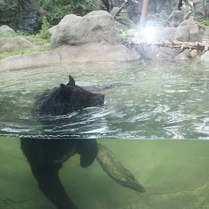Marco Polo Trek- Asiatic Black Bear Underwater
