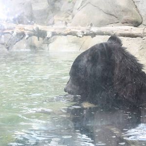 Marco Polo Trek- Asiatic Black Bear in Water
