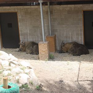 Marco Polo Trek- Sichuan Takin