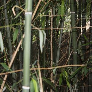 Marco Polo Trek- Spot the Snow Leopard!