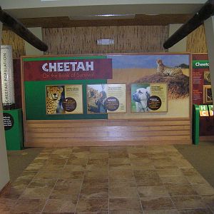 Cheetah Outpost