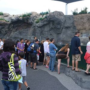 June Keyes Penguin Habitat - July 13, 2012