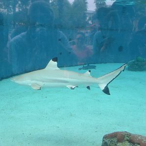Blacktip Reef Shark