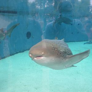 Zebra Shark and Sand Tiger Sharks