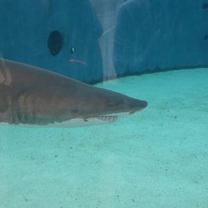 Sand Tiger Shark