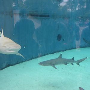 Blacktip Reef Shark and Sand Tiger Shark