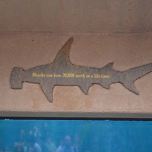 Shark Lagoon Signage