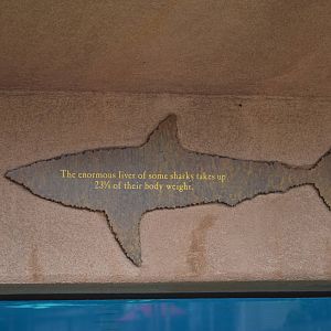 Shark Lagoon Signage