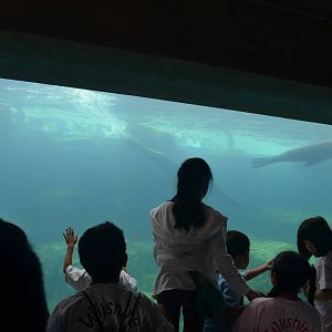 Seal and Sea Lion Underwater Viewing