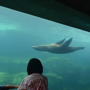 Seal and Sea Lion Underwater Viewing