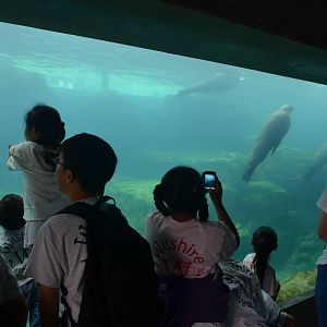 Seal and Sea Lion Underwater Viewing