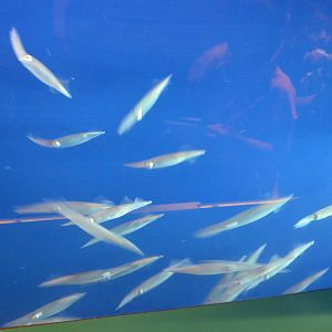 California Market Squids