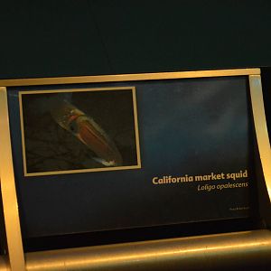 California Market Squid Signage