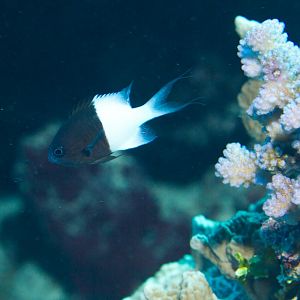 50/50 Chromis (Chromis iomelas)