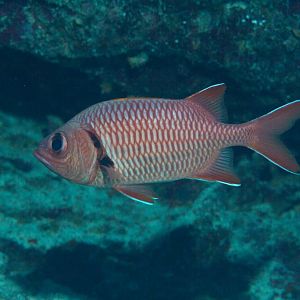Bigscale Soldierfish (Myripristis berndti)