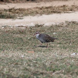 Banded Rail (Gallirallus philippensis)