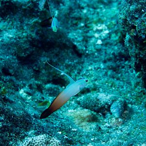 Fire Dartfish (Nemateleotris magnifica)