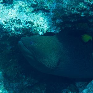 Giant Moray (Gymnothorax javanicus)