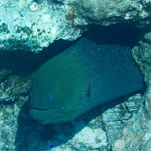 Giant Moray (Gymnothorax javanicus)