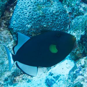 Pinktailed Triggerfish (Melichthys vidua)