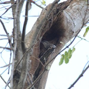 Polynesian Starling (Aplonis tabuensis) in the entrance to a tree hollow