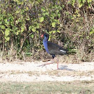 Purple Swamphen (Porphyrio porphyrio)