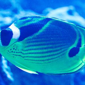 Raccoon Butterflyfish (Chaetodon lunula)