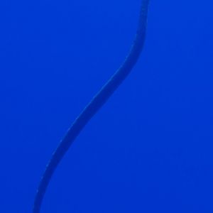 Brownbanded Seasnake (Laticauda schistorhynchus)