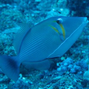 Scythe Triggerfish (Sufflamen bursa)