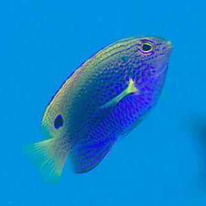 Princess Damsel (Pomacentrus vaiuli)